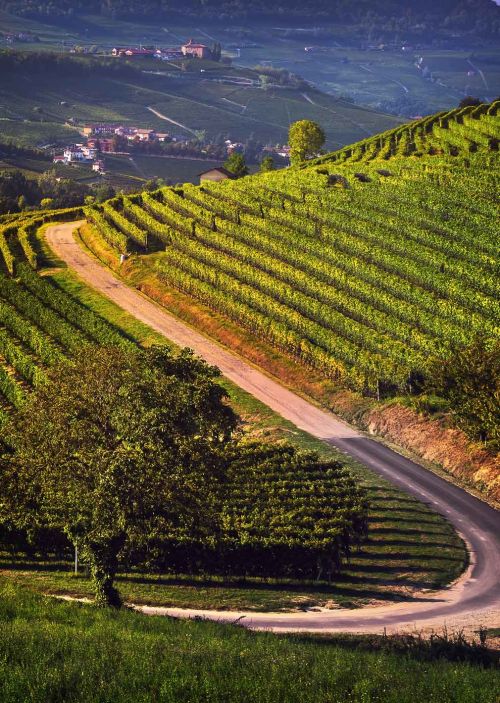 langhe-vineyards-view-barolo-and-la-morra-piedmont