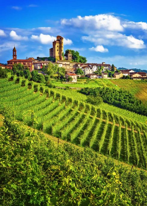 langhe-vineyards-Serralunga d Alba, Unesco Site, Piedmont, Northern Italy