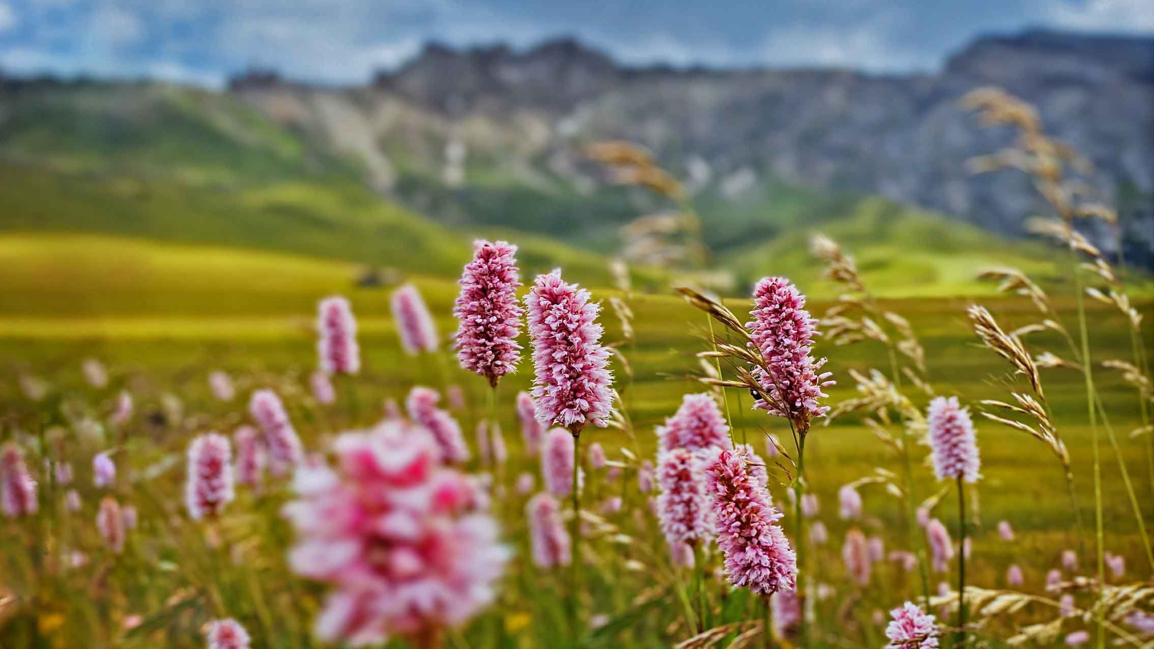 wildflowers-in-alpine-meadow